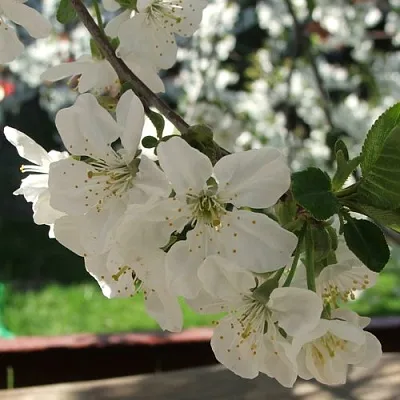 Вишня УМБРАКУЛИФЕРА  Вишня УМБРАКУЛИФЕРА в Смоленске