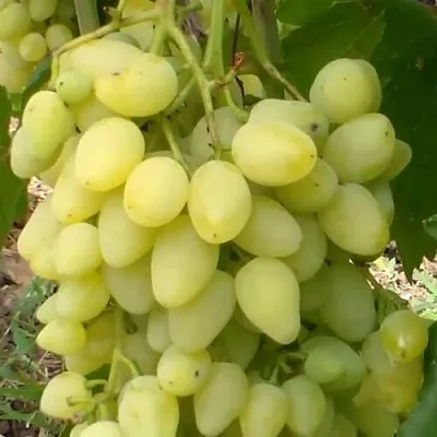 Виноград ЗАРНИЦА в Смоленске