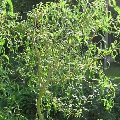 Ива МАТСУДАНА в Смоленске