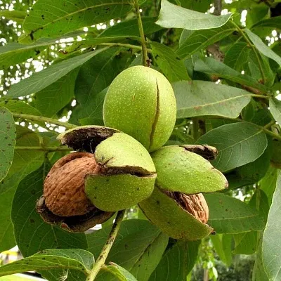 Грецкий орех в Смоленске