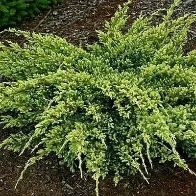 Можжевельник ДРИМ ДЖОЙ чешуйчатый  Можжевельник ДРИМ ДЖОЙ чешуйчатый в Смоленске