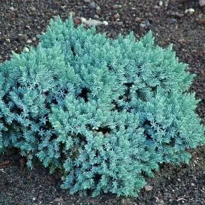 Можжевельник БЛЮ СТАР чешуйчатый  Можжевельник БЛЮ СТАР чешуйчатый в Смоленске