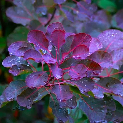 Скумпия ГРЕЙС в Смоленске