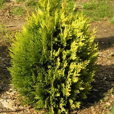 Туя КОППЕР ГОЛД западная  Туя КОППЕР ГОЛД западная в Смоленске