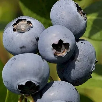 Голубика ЧАНДЛЕР  Голубика ЧАНДЛЕР в Смоленске