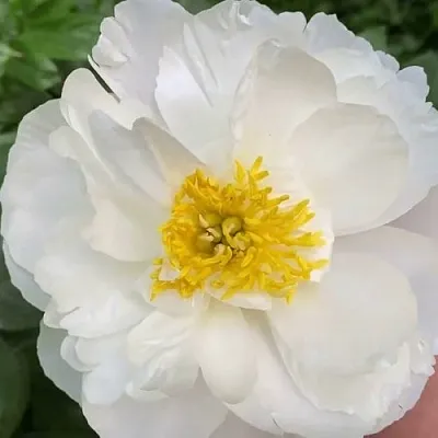 Пион ДУБЛИН травянистый  Пион ДУБЛИН травянистый в Смоленске