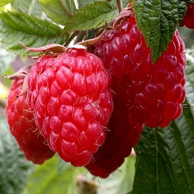 Малина КВЕЛЛИ  Малина КВЕЛЛИ в Смоленске