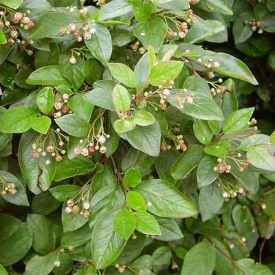 Кизильник блестящий в Смоленске