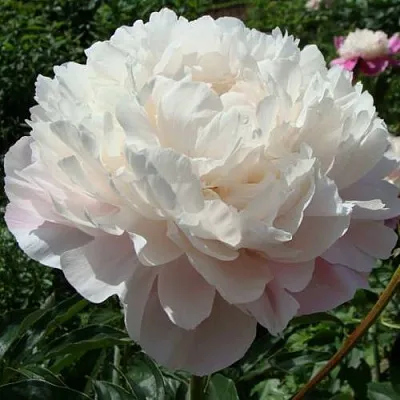 Пион ВОГ травянистый  Пион ВОГ травянистый в Смоленске