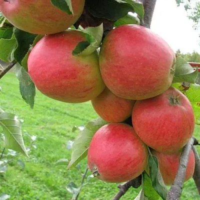 Яблоня ПИККОЛО  Яблоня ПИККОЛО в Смоленске