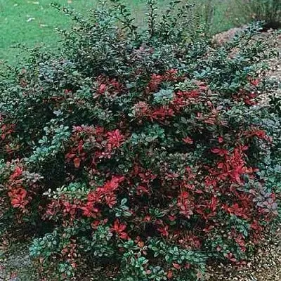 Барбарис РЕД ДЖЕВЕЛ средний   Барбарис РЕД ДЖЕВЕЛ средний  в Смоленске