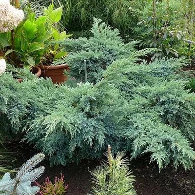 Можжевельник БЛЮ ШВЕД (СВИД) чешуйчатый  Можжевельник БЛЮ ШВЕД (СВИД) чешуйчатый в Смоленске