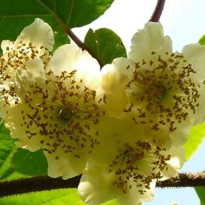 Актинидия АТЛАС (МУЖСКОЙ)  Актинидия АТЛАС (МУЖСКОЙ) в Смоленске