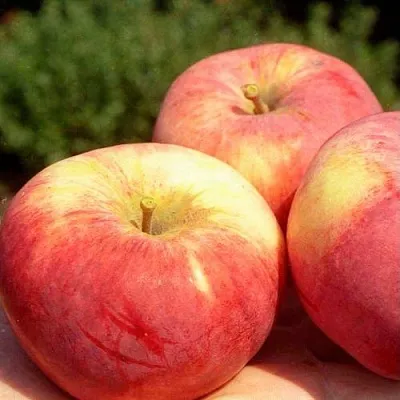 Яблоня ОРЛОВИМ в Смоленске