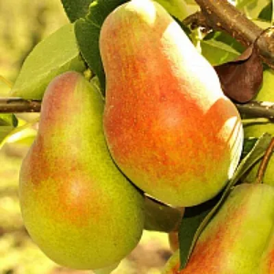 Груша РУССКАЯ КРАСАВИЦА (КРАСАВИЦА ЧЕРНЕНКО)  Груша РУССКАЯ КРАСАВИЦА (КРАСАВИЦА ЧЕРНЕНКО) в Смоленске