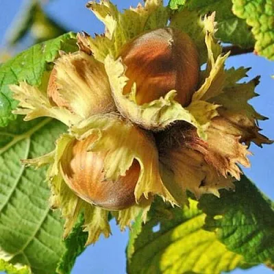 Фундук ТОНДА РОМАНА в Смоленске