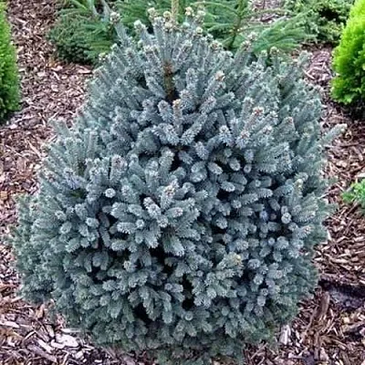 Ель НАНА сизая в Смоленске