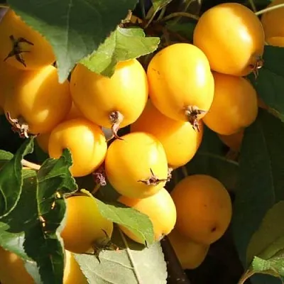 Яблоня ГОЛДЕН ХОРНЕТ декоративная  Яблоня ГОЛДЕН ХОРНЕТ декоративная в Смоленске