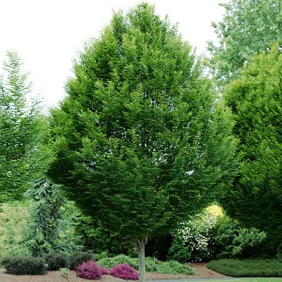 Граб  Граб в Смоленске