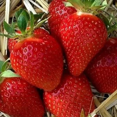 Клубника СИБИЛЛА в Смоленске