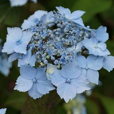 Гортензия БЛЮ ДЕКЛ пильчатая  Гортензия БЛЮ ДЕКЛ пильчатая в Смоленске