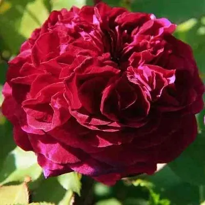 Саженцы роз ДИНО ДЕ ЛАУРЕНТИС шраб в Смоленске