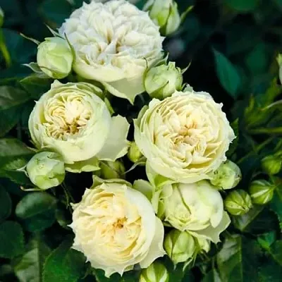 Саженцы роз БЛАНШЕТТ спрей  Саженцы роз БЛАНШЕТТ спрей в Смоленске