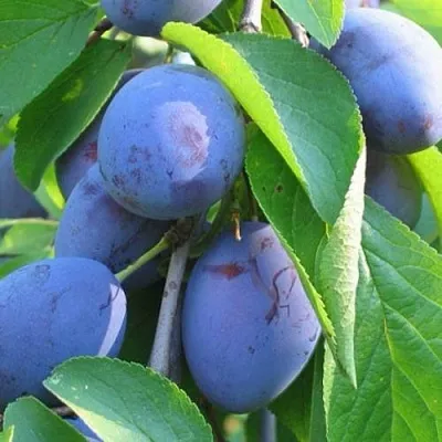 Слива ПЕРДРИГОН в Смоленске