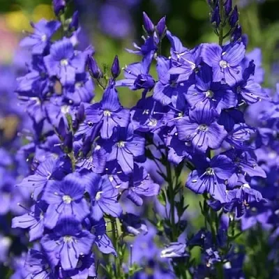 Вероника австрийская  Вероника австрийская в Смоленске