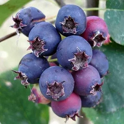 Ирга SLEYT  Ирга SLEYT в Смоленске