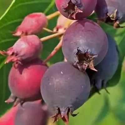 Ирга MANDAN  Ирга MANDAN в Смоленске