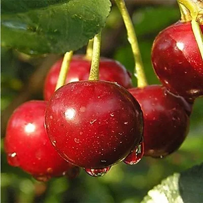 Дюк ПРЕВОСХОДНАЯ ВЕНЬЯМИНОВА в Смоленске