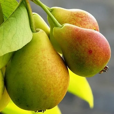 Груша в Смоленске