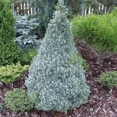 Ель САНДЕРС БЛЮ канадская в Смоленске