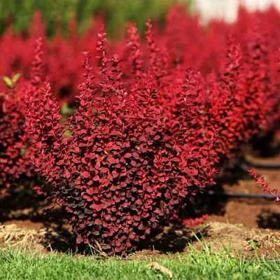 Барбарис ОРАНЖ РОКЕТ тунберга  Барбарис ОРАНЖ РОКЕТ тунберга в Смоленске