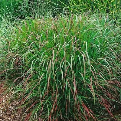 Просо РЕБРАУН прутьевидное  Просо РЕБРАУН прутьевидное в Смоленске