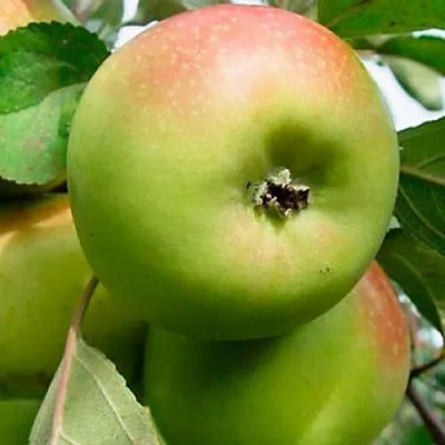 Яблоня БРАТ ЧУДНОГО стелющаяся в Смоленске