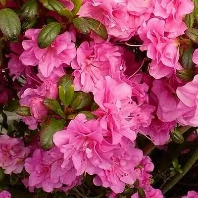 Азалия ПЕТТИКОУТ японская  Азалия ПЕТТИКОУТ японская в Смоленске