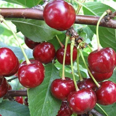 Вишня ТУРГЕНЕВКА  Вишня ТУРГЕНЕВКА в Смоленске