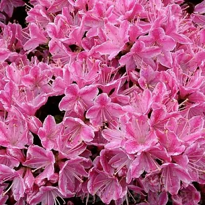 Азалия КЕРМЕСИНА РОУЗ японская  Азалия КЕРМЕСИНА РОУЗ японская в Смоленске