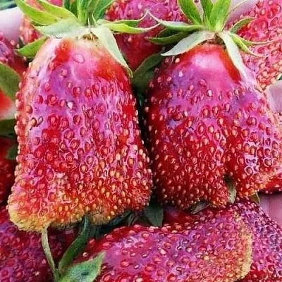 Клубника КУПЧИХА в Смоленске