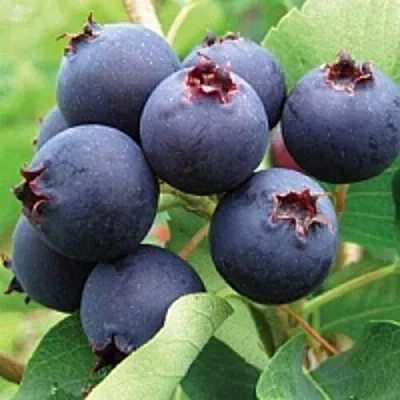 Ирга в Смоленске