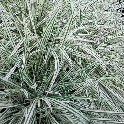 Райграс ВАРИЕГАТТА бульбоносный  Райграс ВАРИЕГАТТА бульбоносный в Смоленске