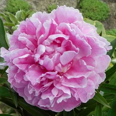 Пион РИМ травянистый  Пион РИМ травянистый в Смоленске