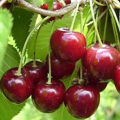 Вишня ХАРИТОНОВСКАЯ  Вишня ХАРИТОНОВСКАЯ в Смоленске