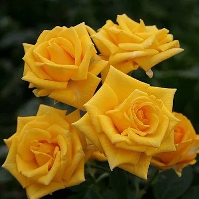 Саженцы роз ШАНИ спрей  Саженцы роз ШАНИ спрей в Смоленске