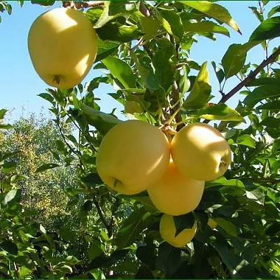 Яблоня ГОЛДЕН МИЛЛЕНИУМ  Яблоня ГОЛДЕН МИЛЛЕНИУМ в Смоленске