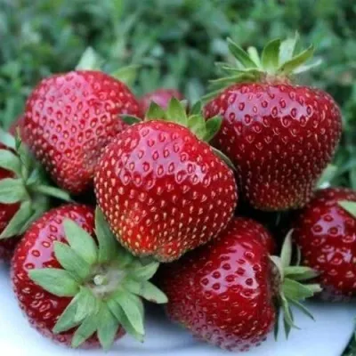 Клубника МАЛЬВИНА — описание сорта Клубника МАЛЬВИНА в Смоленске