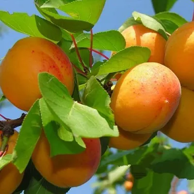 Абрикос КИЕВСКИЙ РАННИЙ в Смоленске