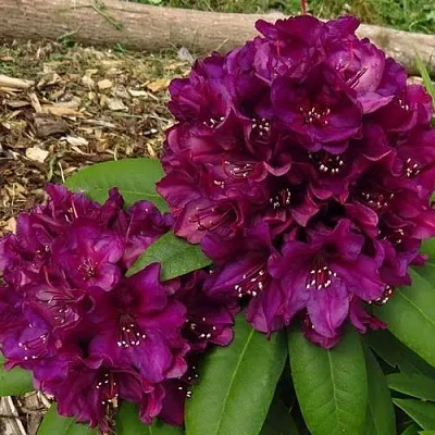 Рододендрон ПОЛАРНАХТ  Рододендрон ПОЛАРНАХТ в Смоленске